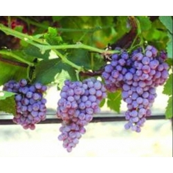 BİG PERLON ÜZÜMÜ